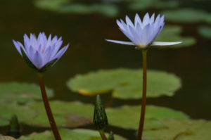 Flower on lilipad