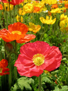 Flowers in a field