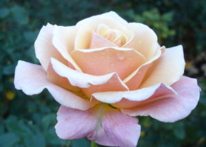 natural blooming pink rose