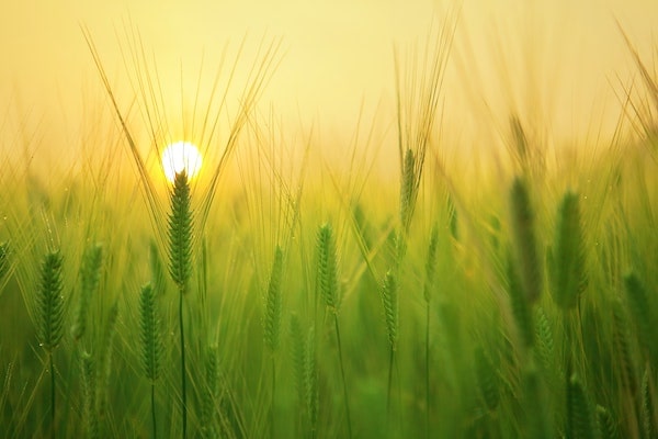 grass growing in sunny field