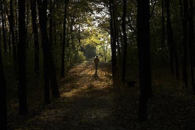 person walking in dark forest